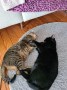 Chandler und Marshall (1)